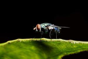 close-up de mosca em uma folha foto