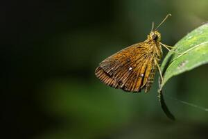 borboleta em uma folha verde foto