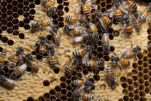abelhas na colméia foto