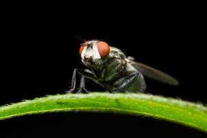 close-up de mosca em uma folha foto