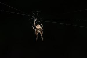 aranha na teia de aranha foto