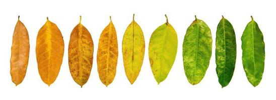 cores diferentes de plantas de folhas em fundo branco que indicam fase da vida. conceito de transição e variação, nascimento até a morte, envelhecimento, crescimento, morte. berço ao túmulo. foto