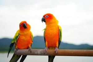 sun conure papagaio ou pássaro lindo é aratinga tem amarelo na mão desfoque de fundo montanhas e céu foto