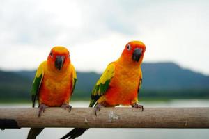 sun conure papagaio ou pássaro lindo é aratinga tem amarelo na mão desfoque de fundo montanhas e céu foto