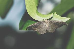 mariposa em uma folha foto