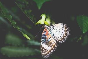 borboleta em uma flor foto