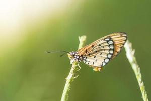 borboleta em uma folha foto