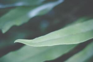 padrão de fundo de folhas verdes foto