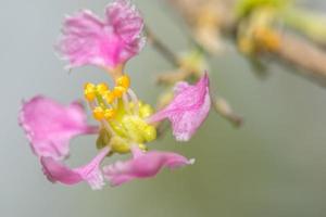 flor de cerejeira close-up foto