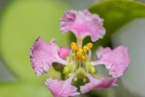 flor de cerejeira close-up foto