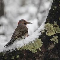 tremulação do norte em galho nevado foto