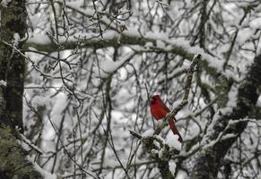 cardeal masculino se destaca em meio à neve foto