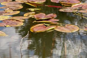 um pântano com lírios de plantas em um lago de nenúfares. folha de nenúfar. foto