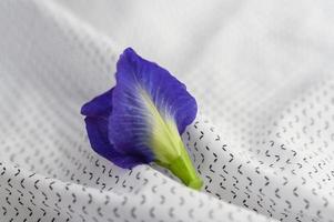 flor de ervilha borboleta azul foto