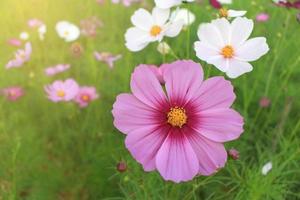 flores rosa e brancas cosmos florescem lindamente à luz da manhã. foto