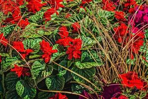 lindas flores vermelhas no jardim foto