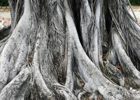 grandes raízes de árvore foto