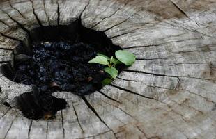 planta em um toco foto