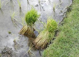 plantas de arroz na água foto