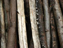 textura de natureza closeup de madeira de eucalipto foto