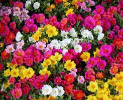 canteiro de flores colorido foto