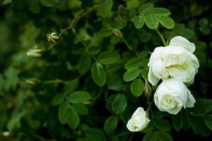 flor de roseira branca sobre um fundo verde escuro. copie o espaço foto