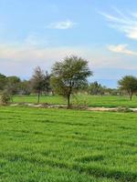 bela paisagem rural com lindo céu noturno gradiente ao pôr do sol. campo verde e aldeia foto