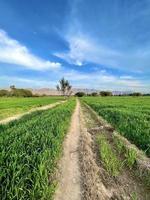 bela paisagem rural com lindo céu noturno gradiente ao pôr do sol. campo verde e aldeia foto