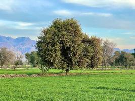 bela paisagem rural com lindo céu noturno gradiente ao pôr do sol. campo verde e aldeia foto