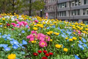 flores coloridas no japão foto