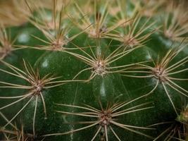 close-up de planta de cacto foto