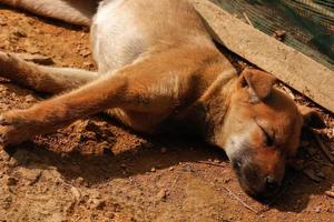 um cachorro dormindo em uma fazenda na vila do norte do vietnã foto