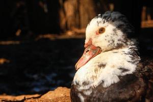 pato perto de penas de fazenda selvagem vietnã foto