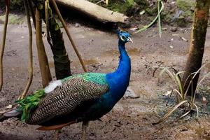 foco seletivo de pavões em pé em suas gaiolas. foto