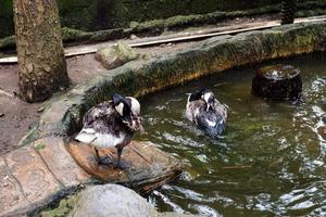 foco seletivo de gansos canadenses nadando na lagoa. foto