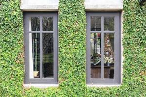 janela branca em casa coberta com hera verde e banco de madeira em campo verde. janela coberta com hera verde foto