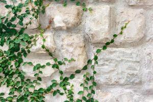 parede de pedra com hera verde