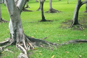 troncos de árvore na grama foto