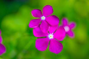 flor selvagem pequena roxa rosa no fundo da grama verde turva. closeup de natureza pacífica, lindas flores ensolaradas foto