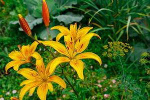 lilium. flores desabrochando amarelas com gotas de água nas pétalas. foto