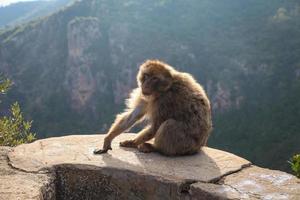 macaco da montanha dourada sentado em uma pedra foto