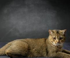 um gato cinza adulto da raça chinchila britânica reta encontra-se em um fundo preto foto