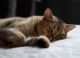 gato de pêlo curto puro-sangue adulto escocês dorme em uma colcha cinza, feche foto