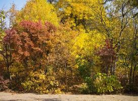 vista do parque outono, árvores com folhas amarelas e verdes em um dia ensolarado foto