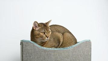 casa têxtil quadrada cinza para dormir e descansar para um gato em um fundo branco. um gato escocês adulto está sentado foto