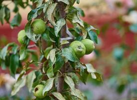 peras maduras cultivar orgânico verde no jardim de verão. foto