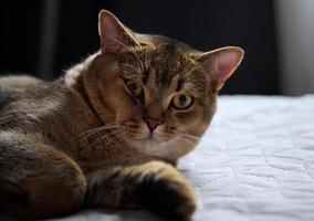 gato de pêlo curto puro-sangue adulto escocês dorme em uma colcha cinza, feche foto