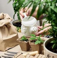 mulher regando plantas em um copo de papel em casa. plantando sementes em casa foto