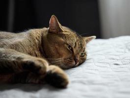 gato de pêlo curto puro-sangue adulto escocês dorme em uma colcha cinza, feche foto