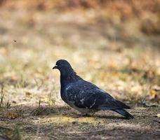 pombo preto senta-se no chão perto de uma pilha de painço foto